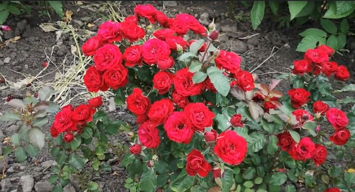 Троянда спрей Торнадо, саджанці класу АА, Україна