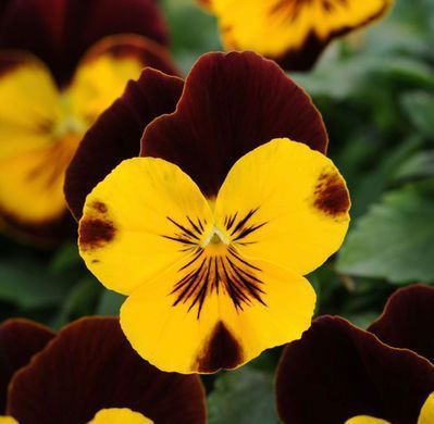 Виола виттрока ампельная Хайфлаер F1 Yellow red wing 5 драже Benary