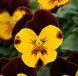 Виола виттрока ампельная Хайфлаер F1 Yellow red wing 5 драже Benary
