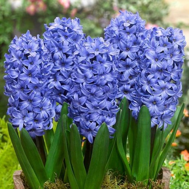 Великий флуер Hyacinth Delft Blue 14/15