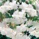 Бегония клубневая ампельная Иллюминейшн F1 White 10 драже Benary