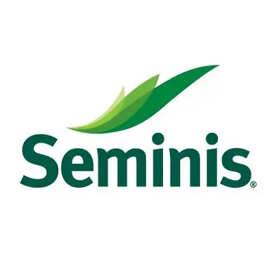 Огурец Маринда F1 /1000шт семян/ Seminis, Нидерланды