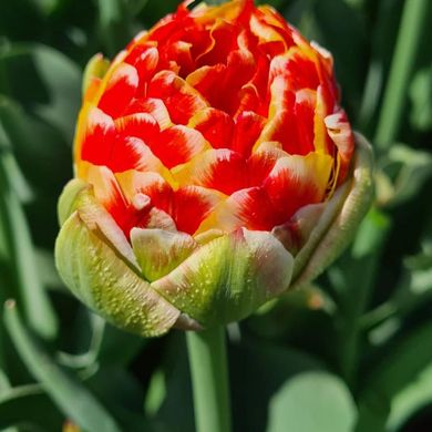 Тюльпан махровый CANNONBALL 12+ НОВИНКА! Нидерланды