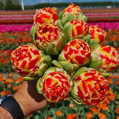 Тюльпан махровый CANNONBALL 12+ НОВИНКА! Нидерланды
