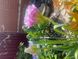 Тюльпан Махровий SAIGON DOUBLE 12+ Нідерланди